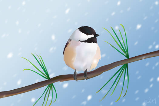 Snow Chickadee