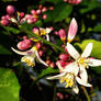 Meyer Lemon Blooms