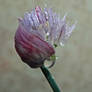 Chives Blooming