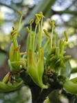 Stamens by moreMDM