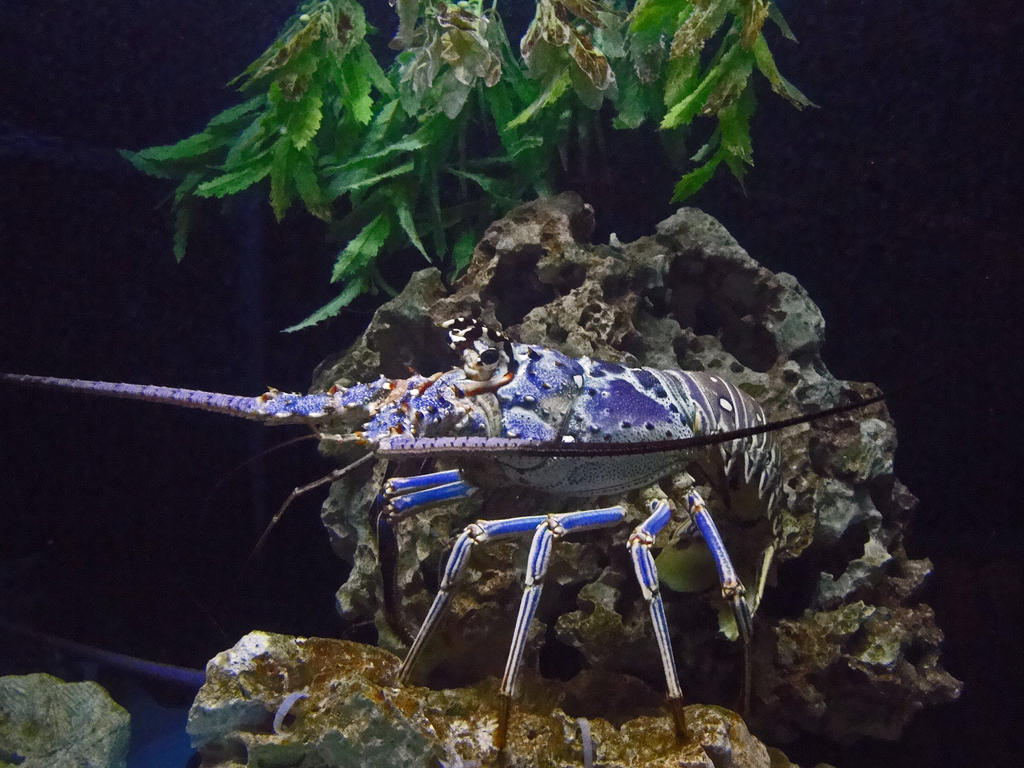 Big Blue Lobster