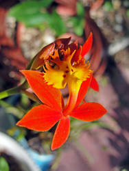 Epidendrum Radican