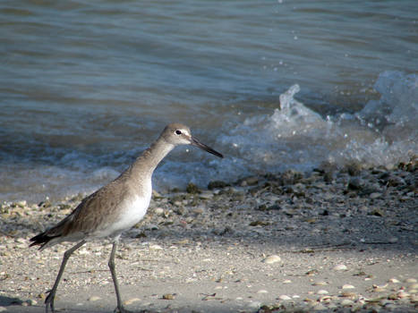 Dowitcher 2