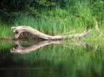 Log Stock II by SingularStock