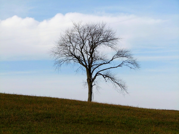 Lone Tree