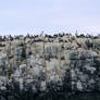 the puffin islands