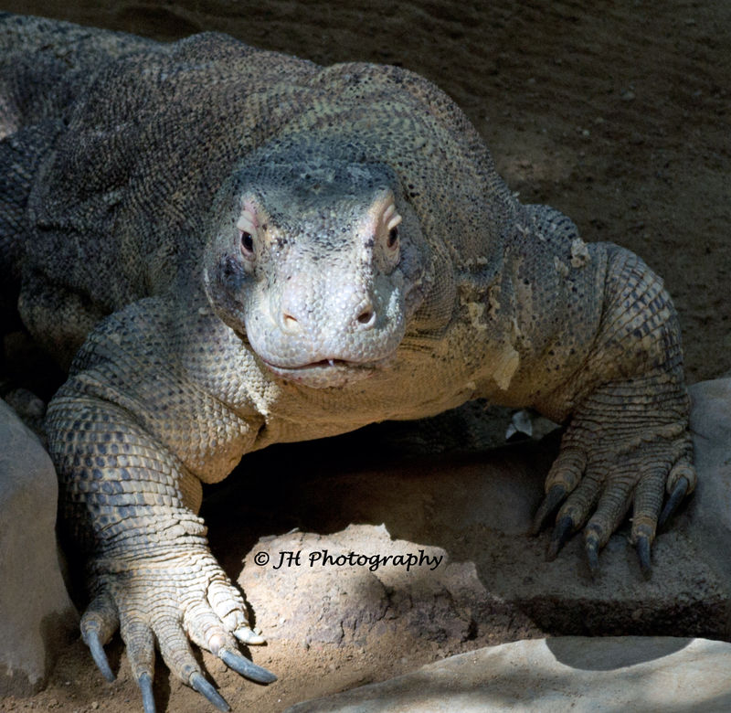 Komodo Dragon