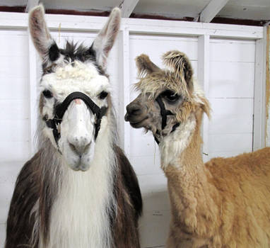 Llama's by JamminJo