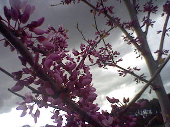 MMM Blossoms