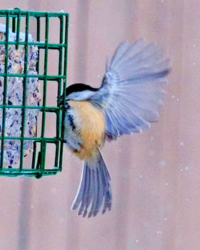 black capped chickadee