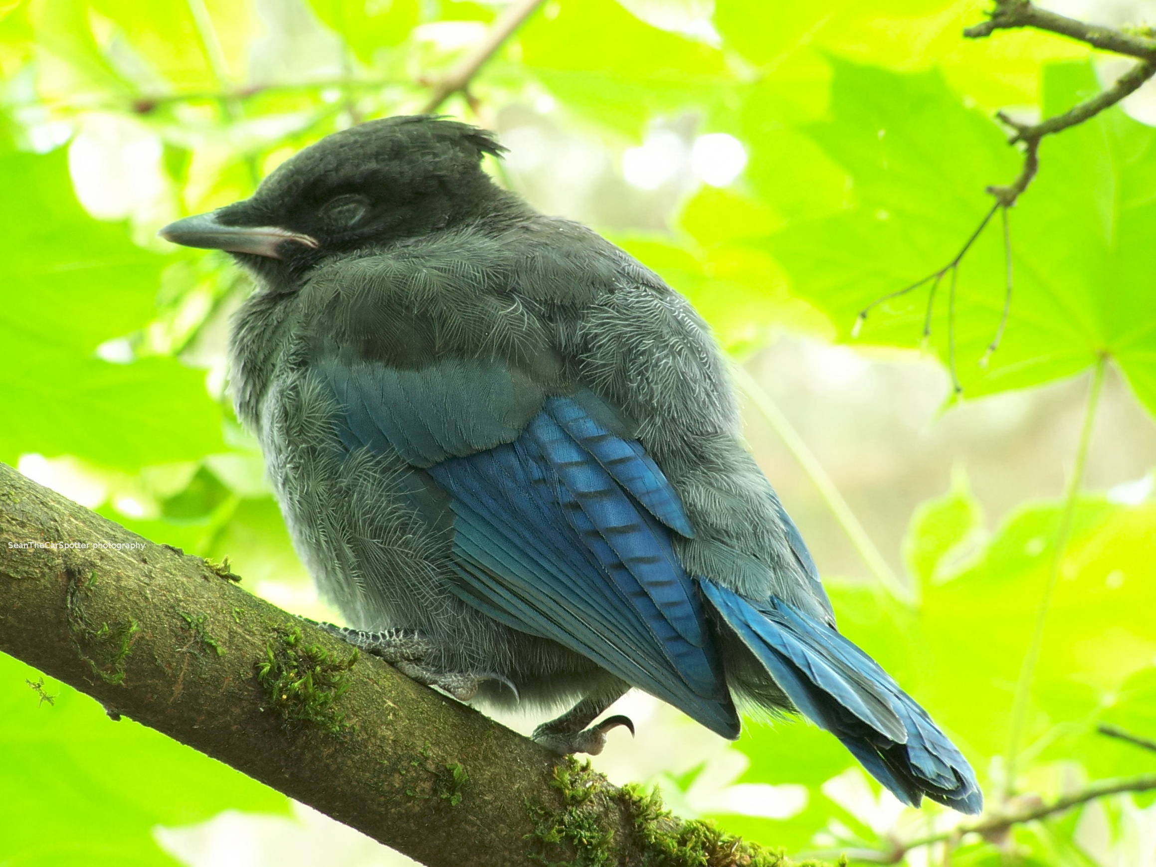 young Steller's Jay