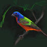 Painted bunting