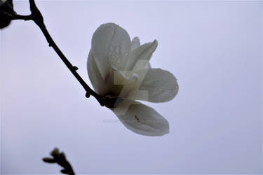 Magnolia