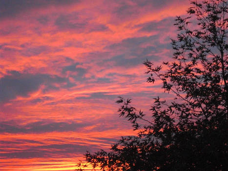 coloured sky with tree