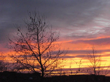 orange sky with tree