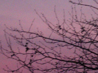 purple sky and tree