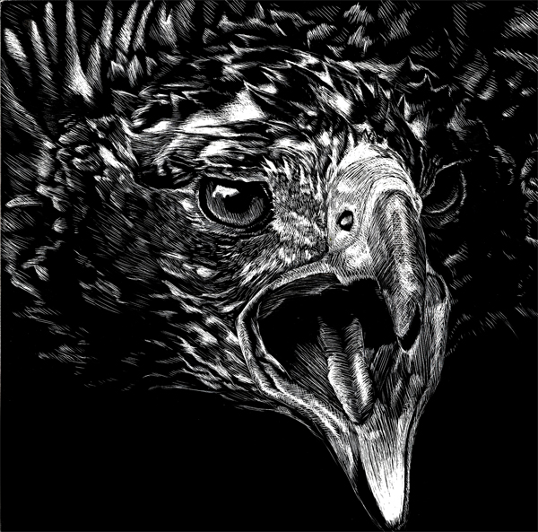 scratchboard eagle