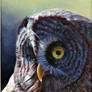 owl in acrylic