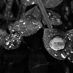 Water Drops