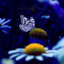 Butterfly dream...
