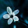 Like a Dream
