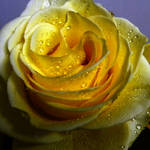 The light inside a yellow rose by WhiteBook