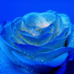 The mystery of a blue rose by WhiteBook