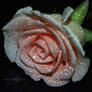The Sensitivity Of a Rose