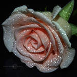 The Sensitivity Of a Rose by WhiteBook