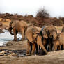 The Joy of the Elephants