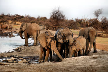 The Joy of the Elephants