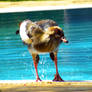 A Duck in my pool