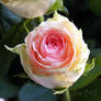 Wild Rose Beauty