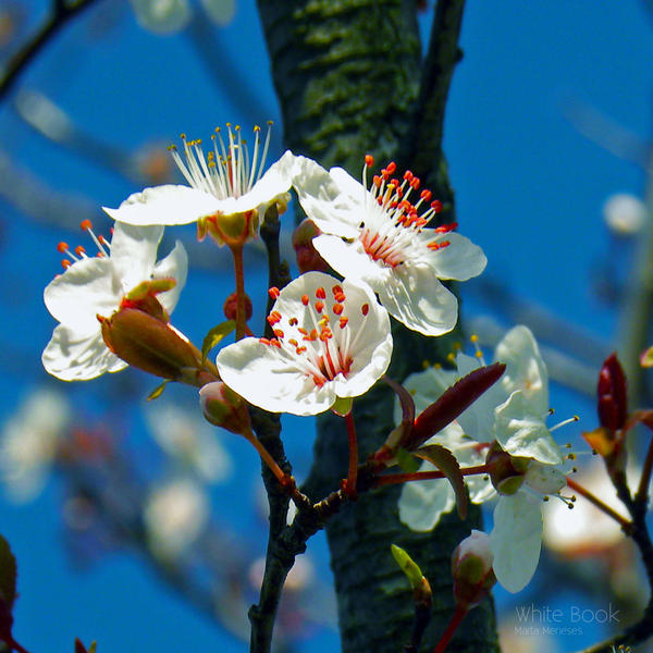 My memories of Spring...