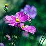 Beautifuly Wild