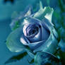 Poetry of a Blue Rose