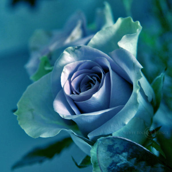 Poetry of a Blue Rose by WhiteBook on DeviantArt