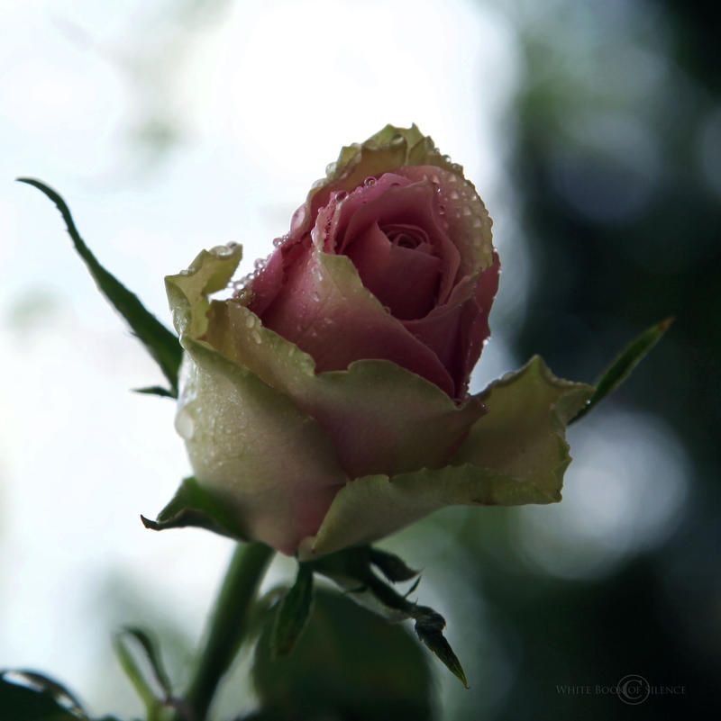 Lady in Pink