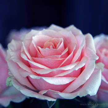 Soft Rose