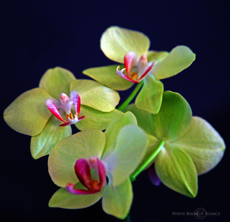 Orchid