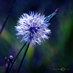 Blow Me... by WhiteBook Blow Me... by WhiteBook