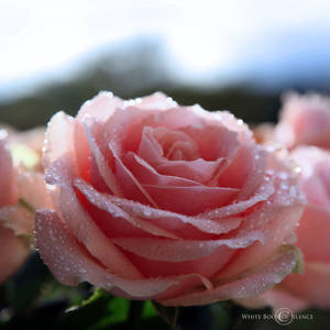 Smilling in the rain by WhiteBook Smilling in the rain by WhiteBook