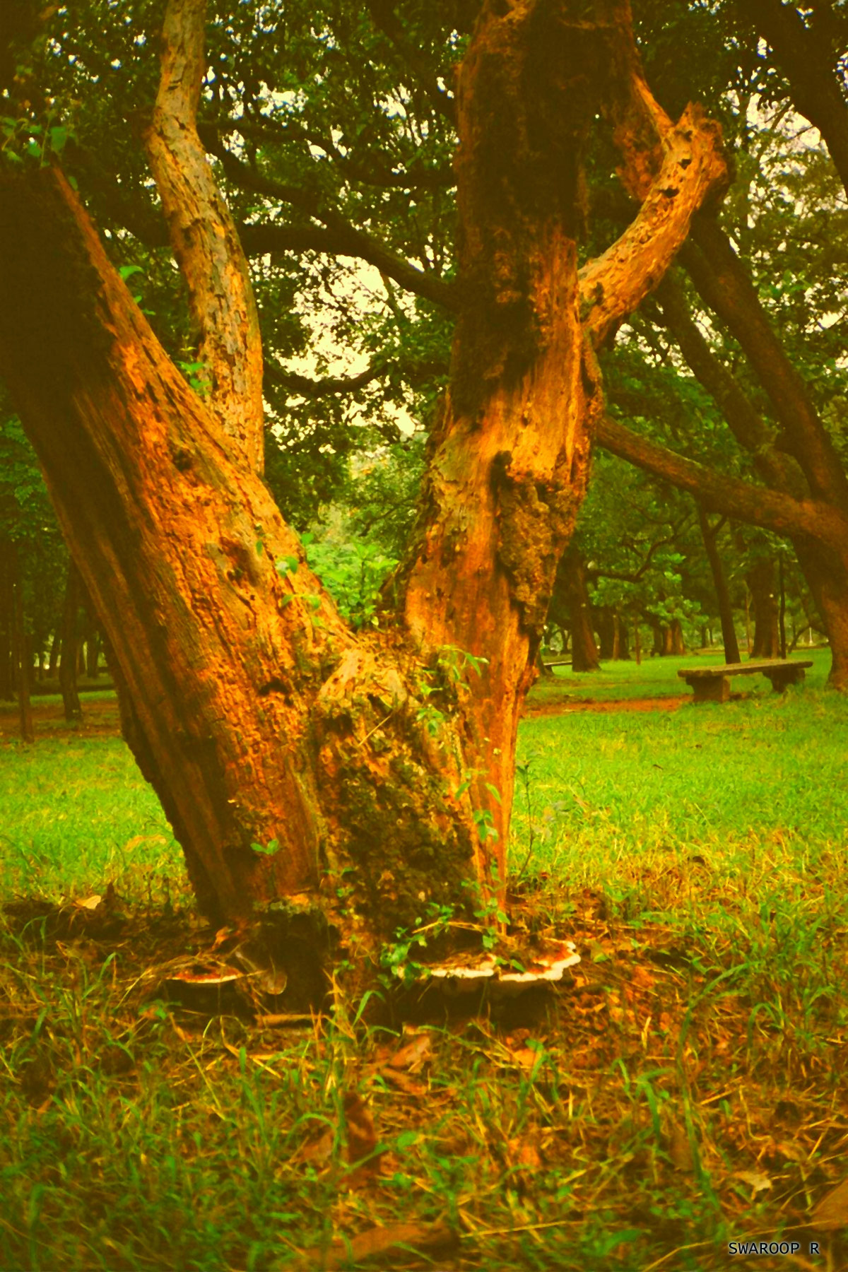 Faerie_mushroom_tree_park