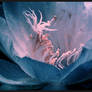 Cactus flower in moon light