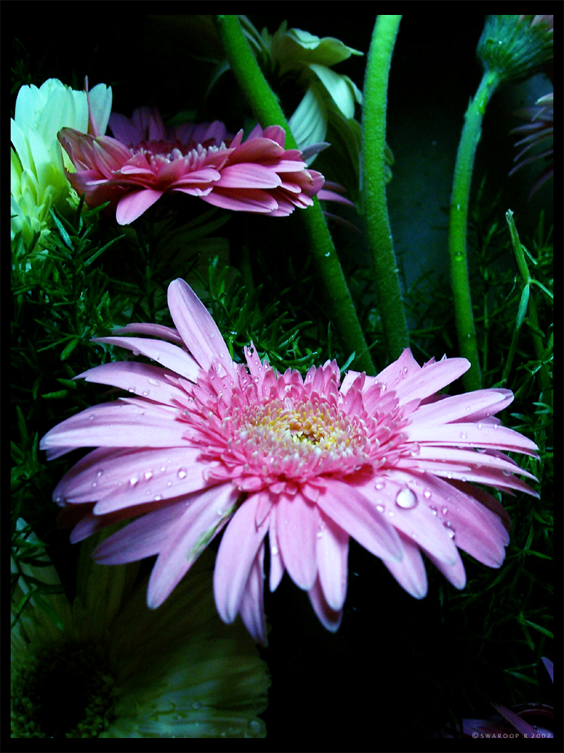 Pretty pink gerbera