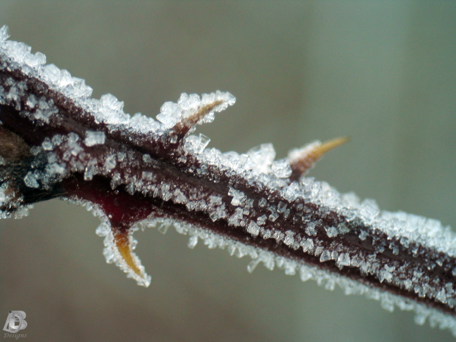 frozen thorns