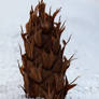 Pseudotsuga corn