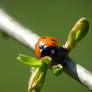 shy Ladybug