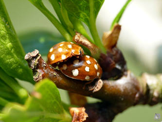 ladybugs love