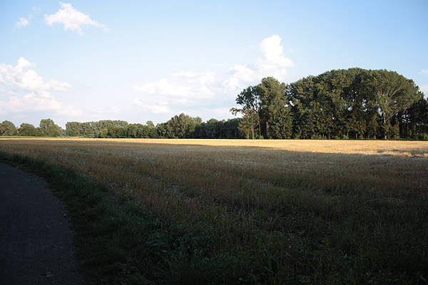 Fields in Muenster